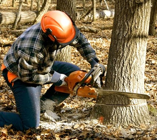 Tree Removal in Fitchburg, MA